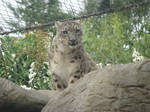 Snow Leopard Stock 01 by Tala-Stock