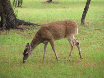 Deer Eating Stock