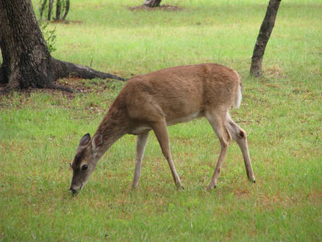 Deer Eating Stock