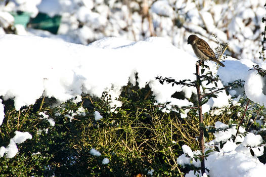 Bird in the snow