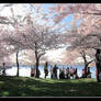 Cherry Blossom Festival DC