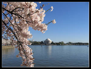 Cherry Blossom DC