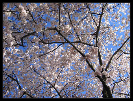 Cherry Blossom Tree DC