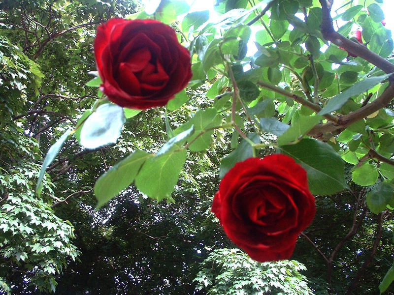 hanging red roses by longtooth on DeviantArt
