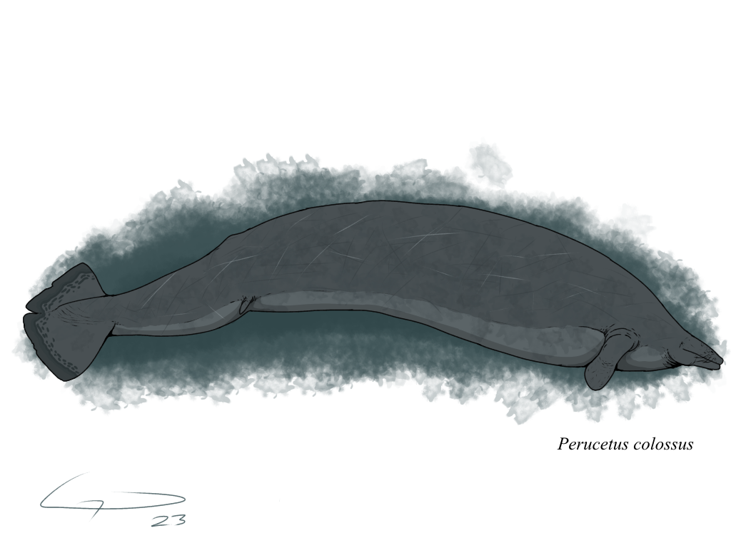 Perucetus Perucetus by KingDilophosaurus on DeviantArt