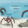 Invertebrates of Alladoras