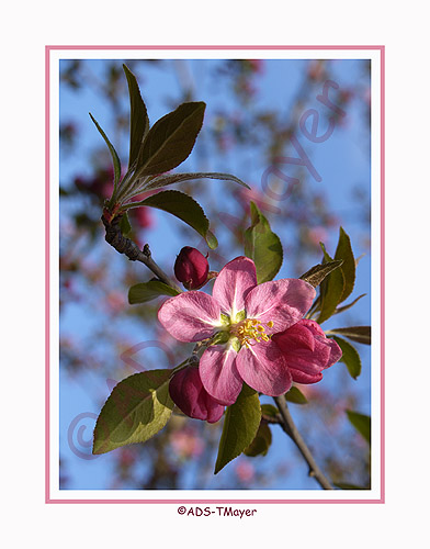 Pink blossom