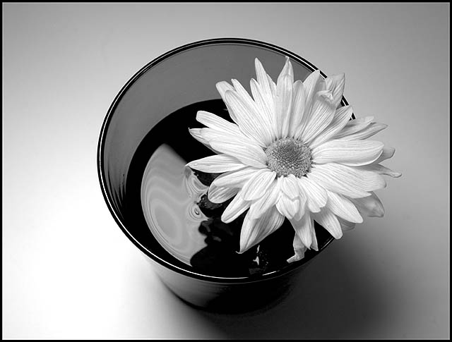 flower in a glass