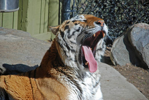 Tiger - Toronto Zoo