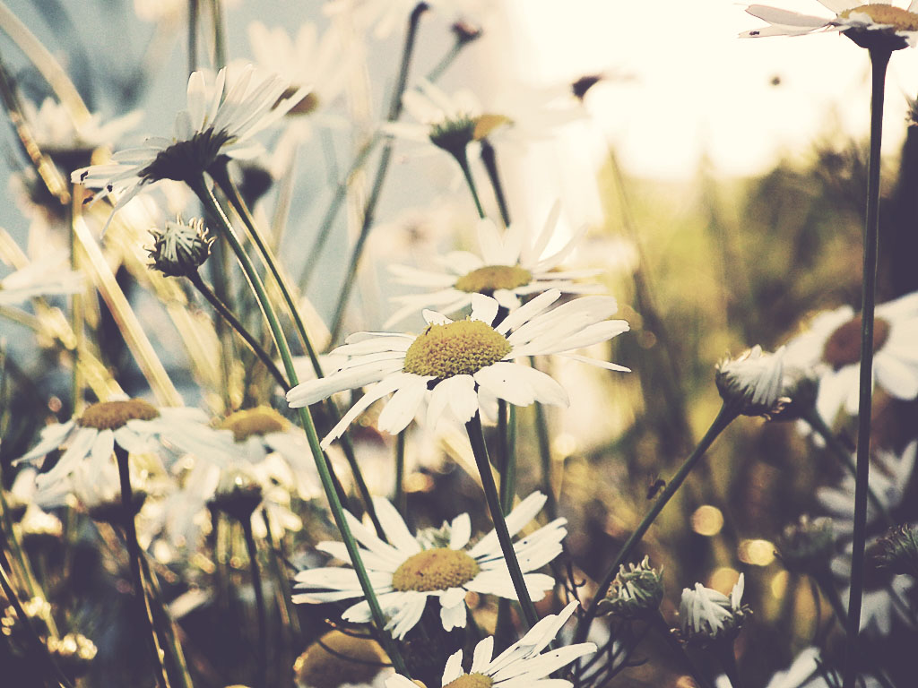 marguerites