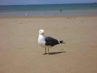 nos amis les oiseaux