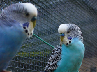 Nos amis les oiseaux 3