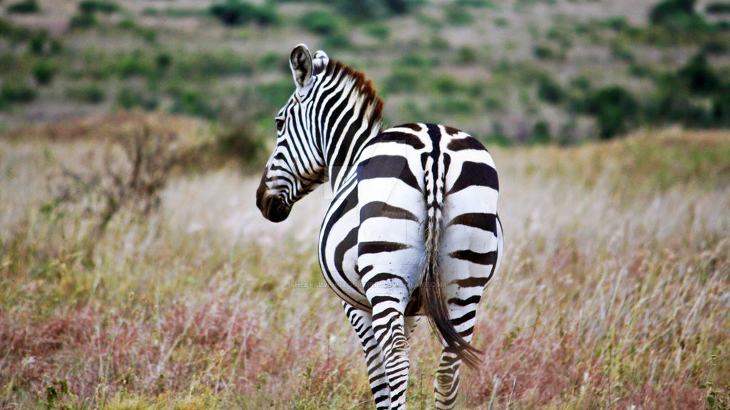 Plains Zebra