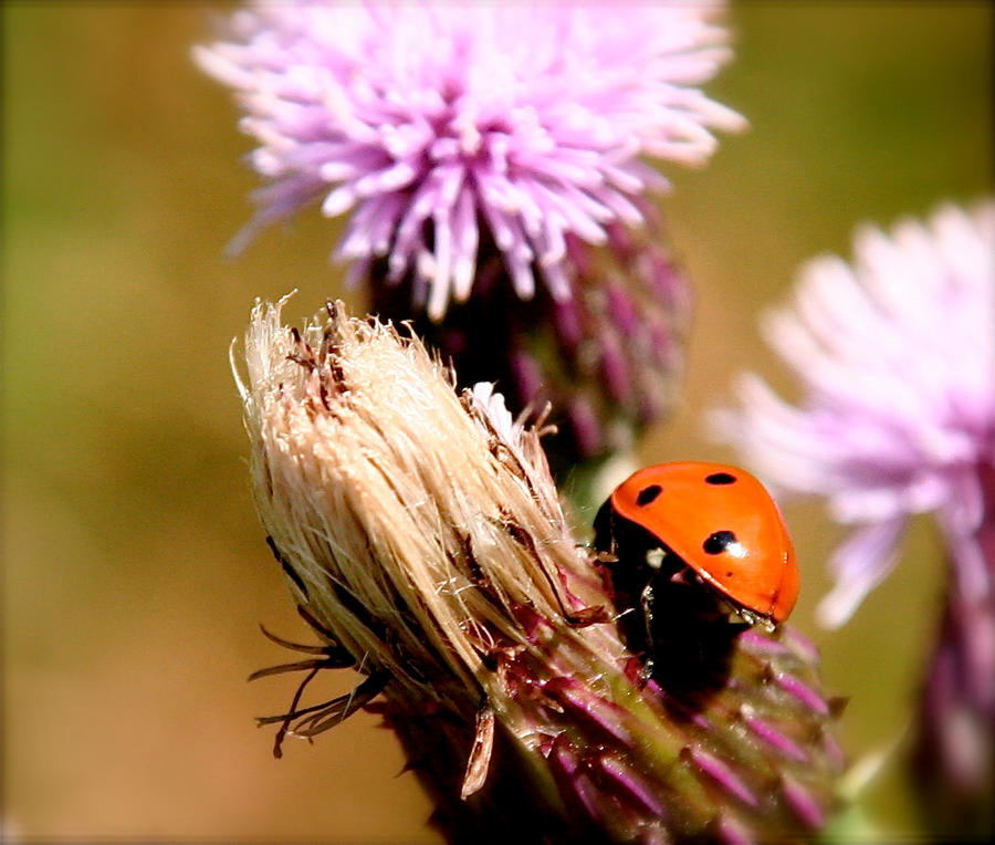 LadyBug