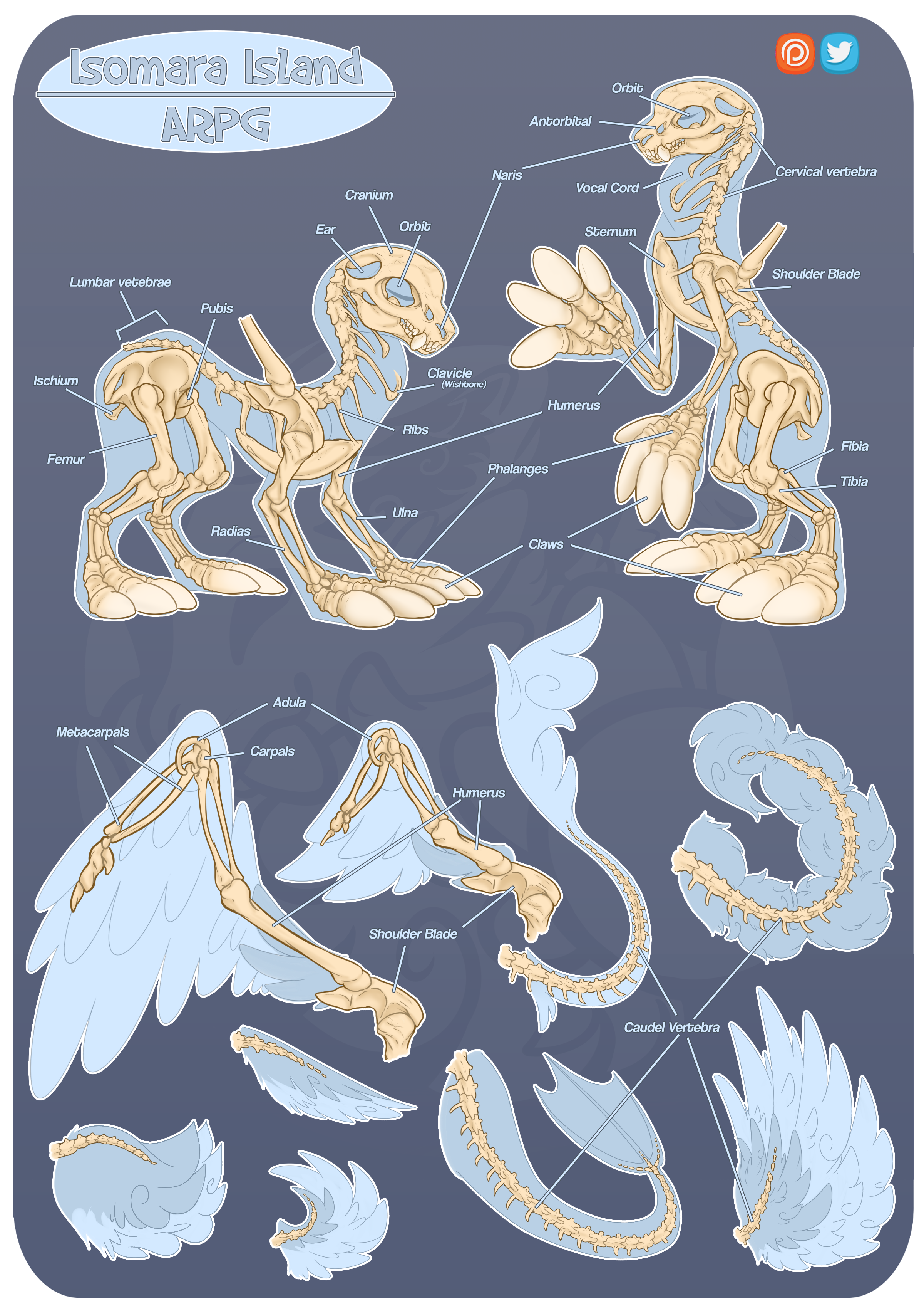 Isomara Skeleton Anatomy Guide