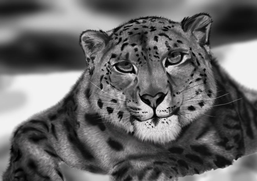 Snow Leopard Black And White By Sombraube On Deviantart Snow Leopard Black And White By Sombraube On Deviantart