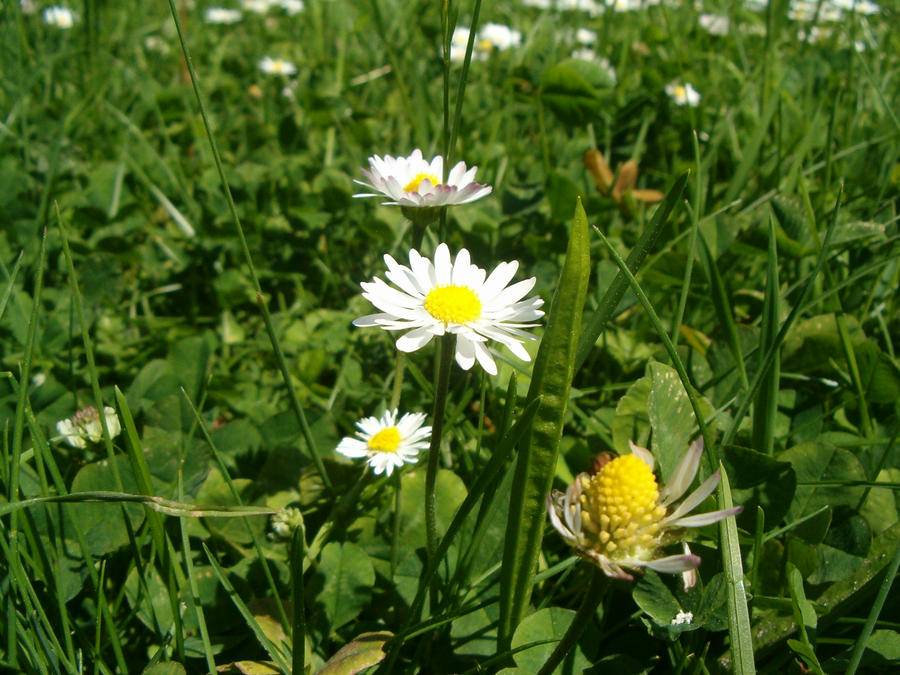Flowers - Daisy 3