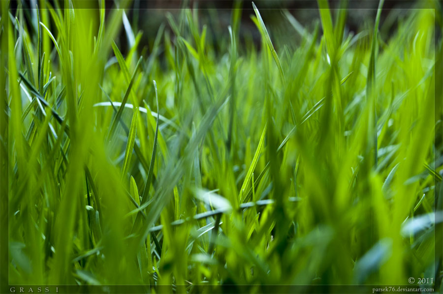 Grass 1