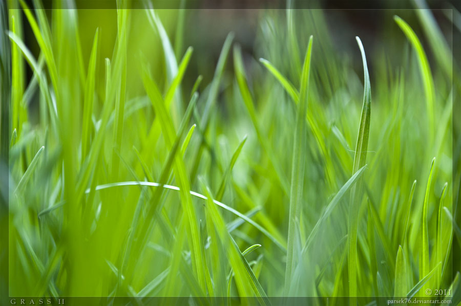 Grass 2