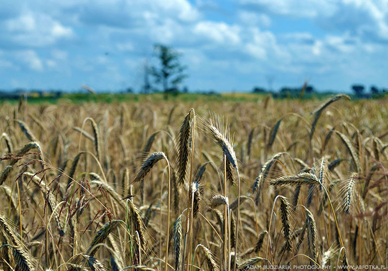 Field of wheat