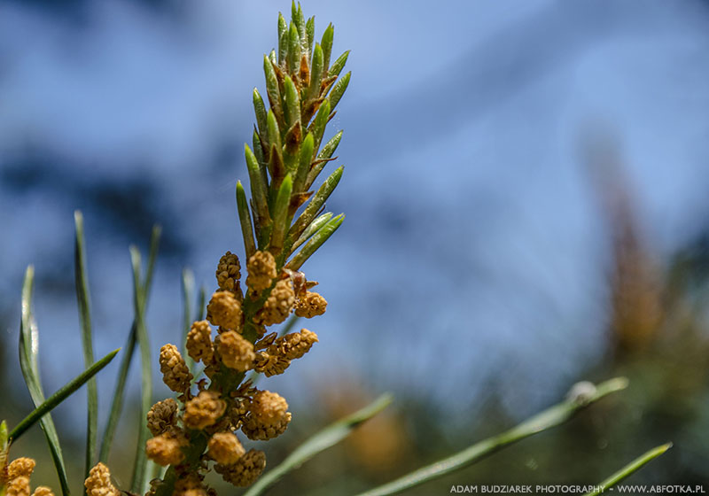 Nature blooms