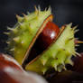 Fresh conkers