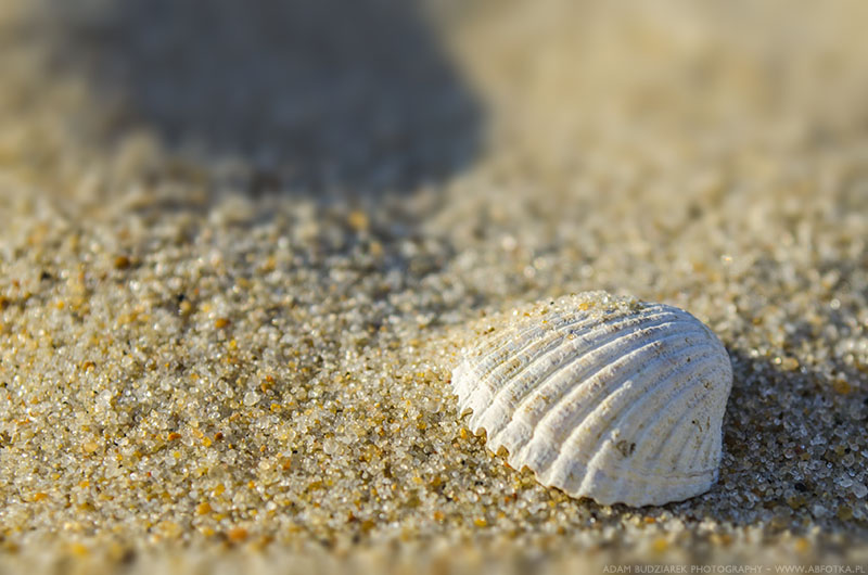 Shell on the sand