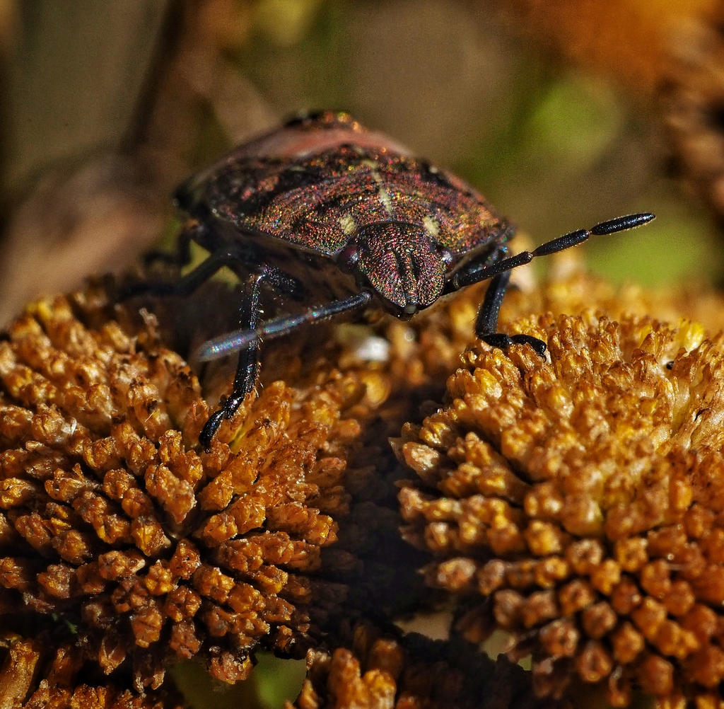 Shieldbug shieldbug by faided on DeviantArt