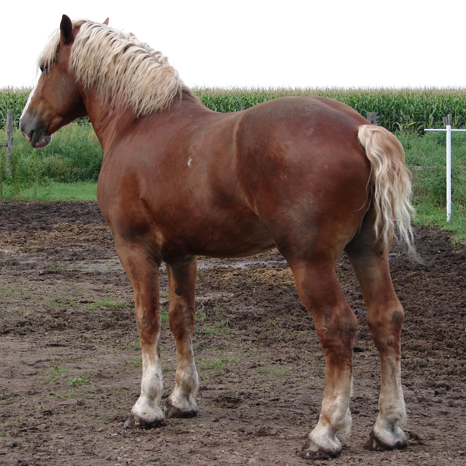 Equine Belgian Horse 08