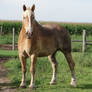 Equine Belgian Horse 13