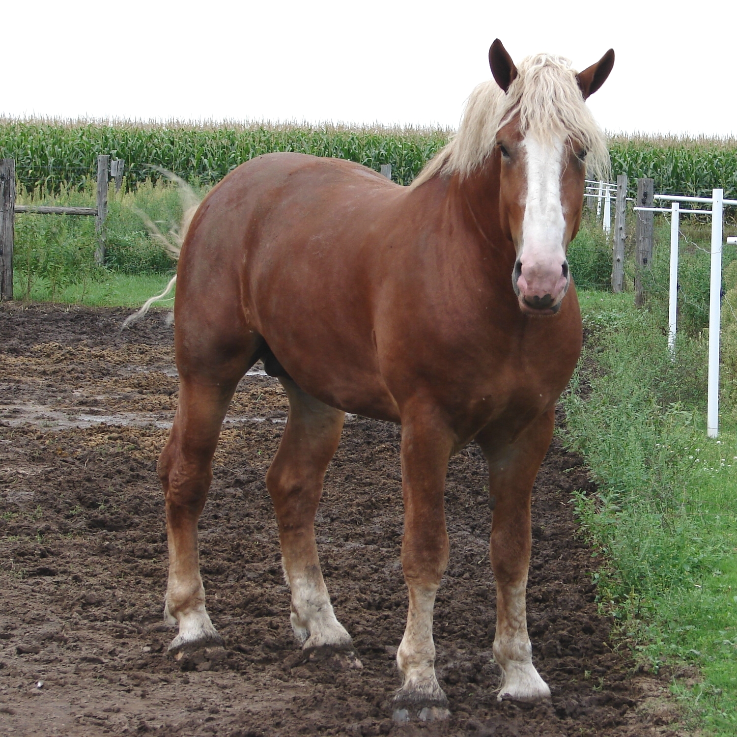 Equine Belgian Horse 16