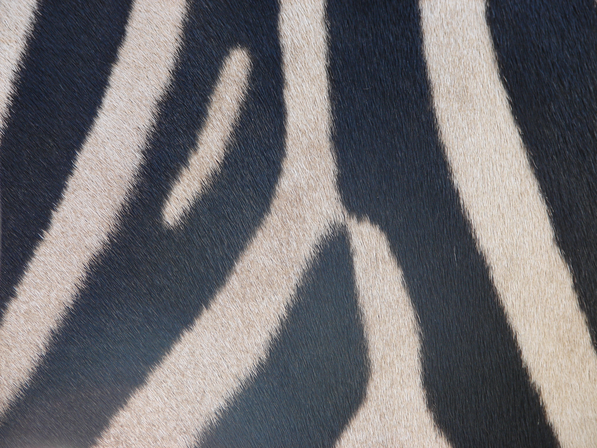 Striped Zebra Coat Texture 1