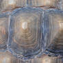 Bumpy Tortoise Shell Texture