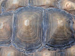 Bumpy Tortoise Shell Texture