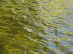 Green Pond Water Texture 1