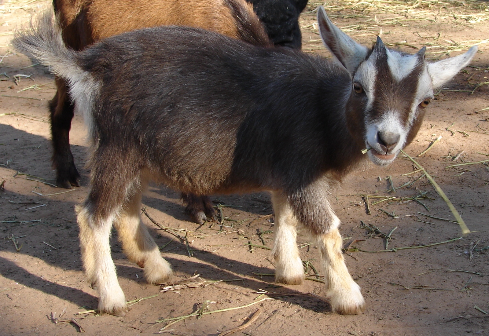 Domestic Goat Stock 6