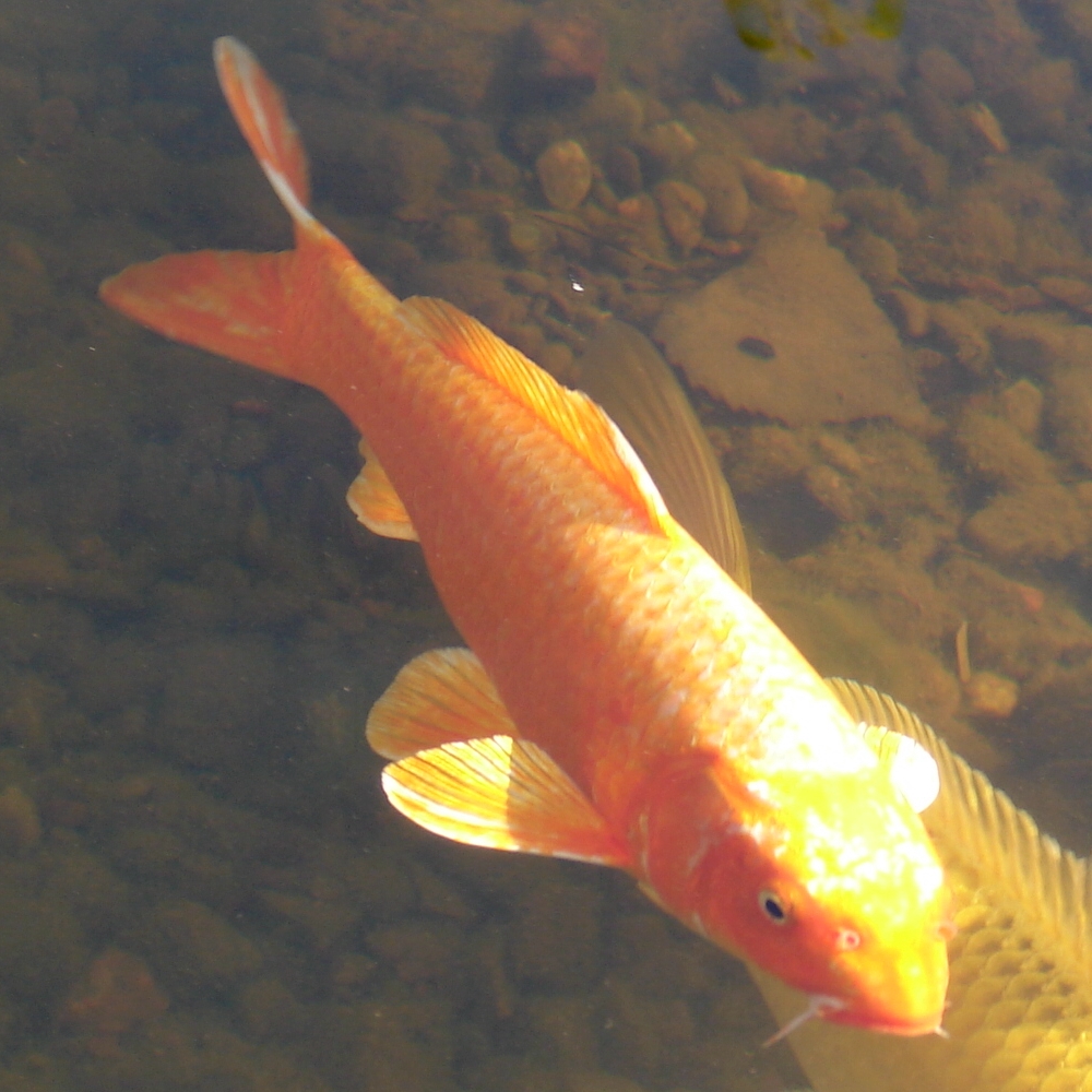 Nishikigoi Koi Carp Fish 5