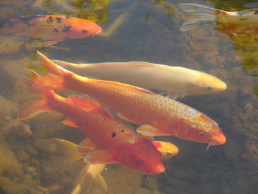 Nishikigoi Koi Carp Fish 6