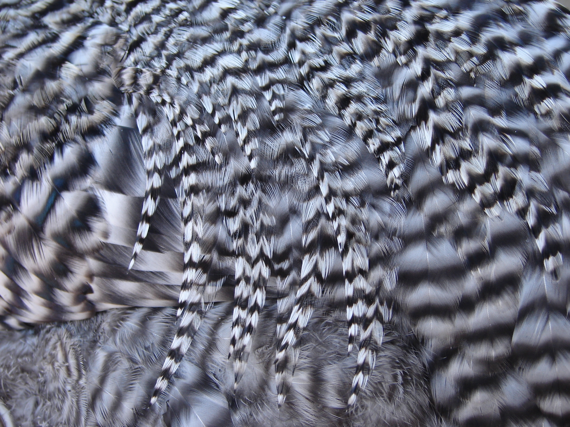 Striped Chicken Feathers