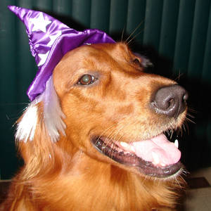 Francis Wizard Dog Costume 2