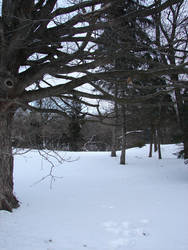Bare Winter Tree Background 5