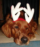 Francis Xmas Reindeer Dog 3 by FantasyStock