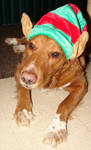 Tails Christmas Elf Dog 2 by FantasyStock