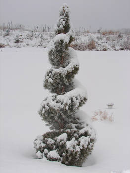 Snow-Covered Topiary Tree