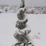 Snow-Covered Topiary Tree