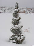 Snow-Covered Topiary Tree by FantasyStock