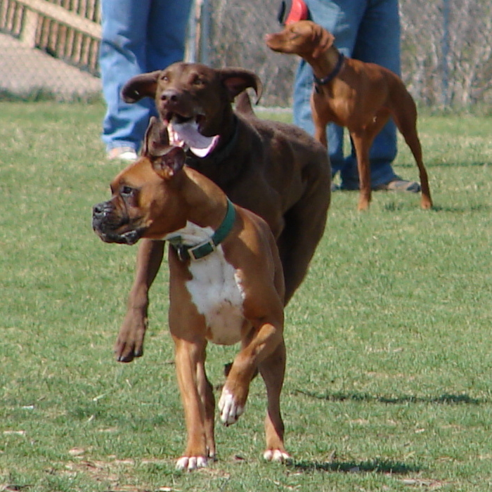 Playful Dog Park Action 01