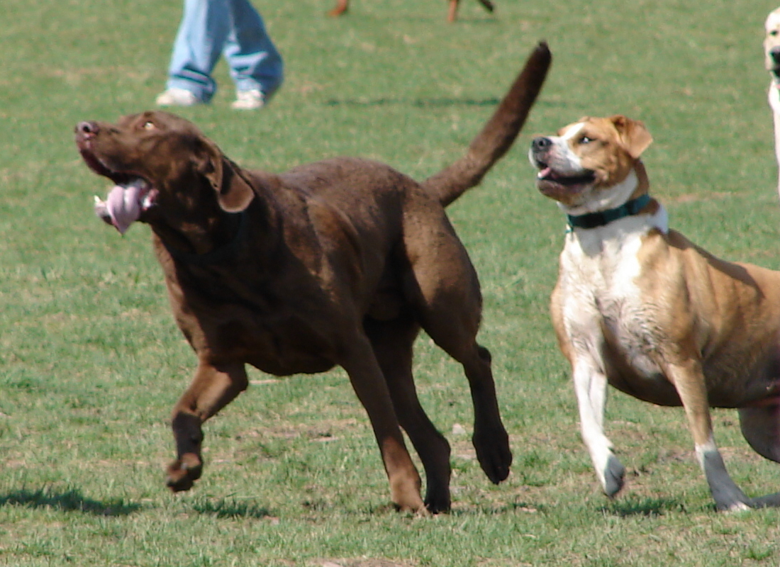 Playful Dog Park Action 05