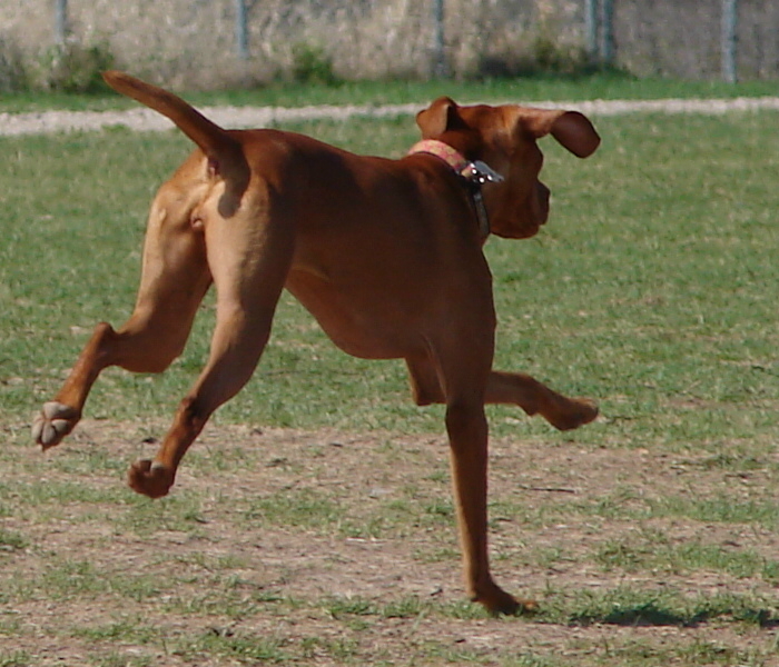 Hungarian Vizsla Dog Running