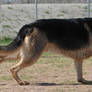German Shepherd Dog 1